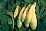 Zephyro F1 Decorative Gourd Seeds 250 seeds