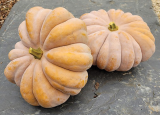 Senanque Pumpkin Seeds 1000 seeds