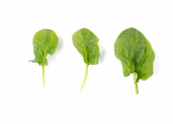 Gorilla F1 Spinach Seeds 25.000 seeds
