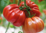 Grifone Tomato Seeds 250 seeds