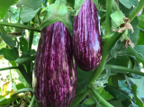 Anina F1 Eggplant Seeds 250 seeds