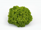 Kanaryole Lettuce Seeds 5000 seeds