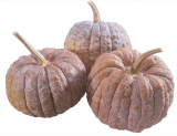 Futsu Black F1 Pumpkin Seeds 1000 seeds