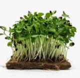 Chinese Mahogany Microgreens Seeds 250g