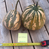 Alize F1 Pumpkin Seeds 1000 seeds
