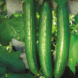 Viggo Cucumber Seeds 100 seeds