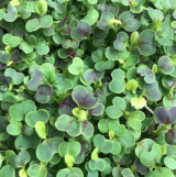 Red Komatsuna Microgreens Seeds 1kg