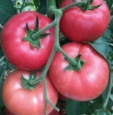 Balaban F1 Tomato Seeds 500 seeds