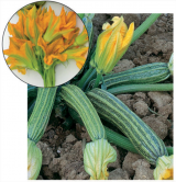 Flaminio F1 Zucchini Seeds 500 seeds