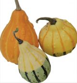 Kankakee Decorative Gourd Seeds 250 seeds