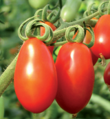 Seventy F1 Tomato Seeds 1000 seeds