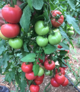 Vermilenza F1 Tomato Seeds 500 seeds