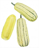 Delicata F1 Pumpkin Seeds 1000 seeds