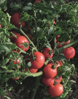 Varsity F1 Tomato Seeds 1000 seeds