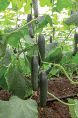 Caman Cucucmber Seeds 500 seeds