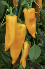 Palladio Peppers Seeds 250 seeds