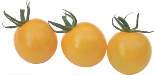 CHERRY - Golden Pearl F1Tomato Seeds 1000 seeds - 1000 seeds