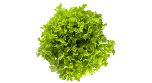 GREEN - Kireve Lettuce Seeds 5000 seeds - 5000 seeds