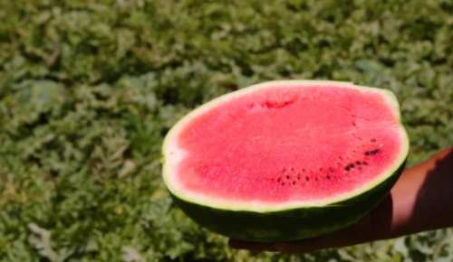WATERMELON - Candice F1 Watermelon Seeds 1000 seeds - 1000 seeds