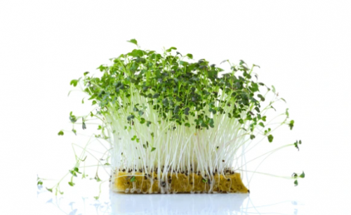 MICROGREENS-SPROUTS - Mizuna Red Microgreens Seeds 1kg - 1kg seeds
