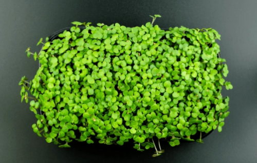 MICROGREENS-SPROUTS - Mustard Black Microgreens Seeds 1kg - 1kg seeds