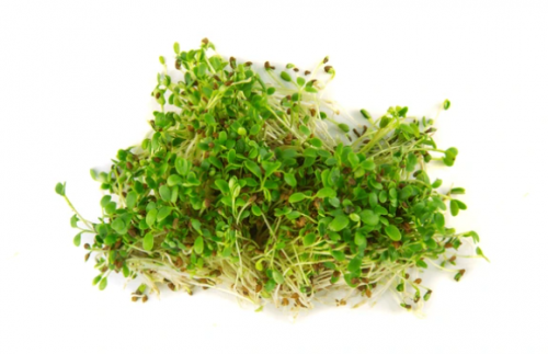 MICROGREENS-SPROUTS - BIO Kale Microgreens Seeds 500g - 500g seeds