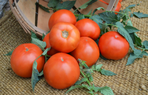 BEEF - Brickyard F1 Tomato Seeds 1000 seeds - 1000 seeds