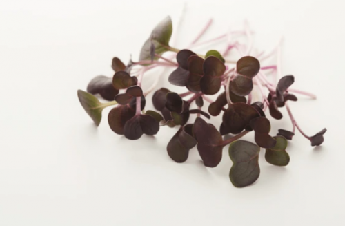 MICROGREENS-SPROUTS - Kale Black Microgreens Seeds 500g - 500g seeds