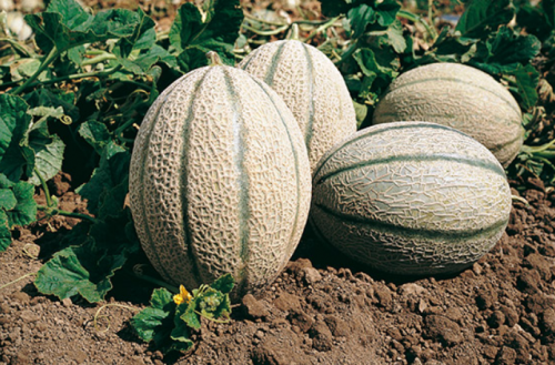 ANANAS - Brennus F1 Melon Seeds 250 seeds - 250 seeds