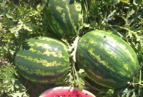 WATERMELON - 15WA-652 Watermelon Seeds