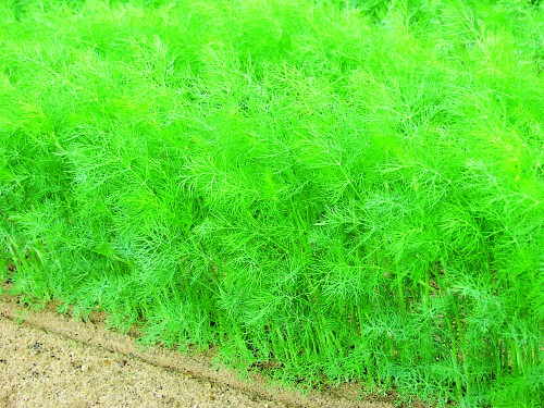 DILL - HERA 1KG