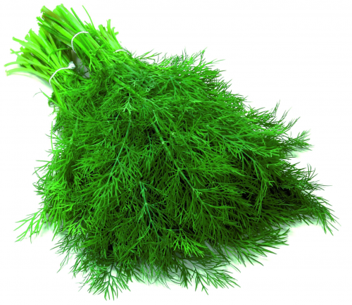 DILL - THALIA 1 KG