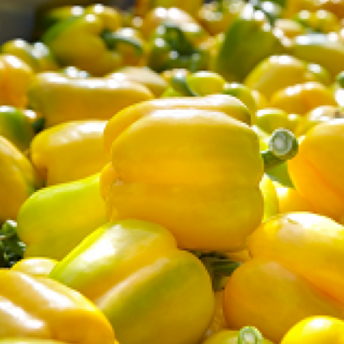 YELLOW - Kaamos F1 Pepper Seeds 500 seeds - 500 seeds