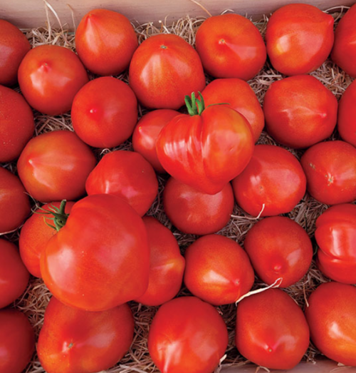 BEEF - Belamor F1 Tomato Seeds 250 seeds - 250 seeds