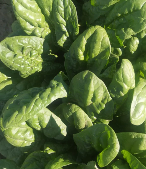 SPINACH SEEDS - Acadia F1 Spinach Seeds 50.000 seeds - 50000 seeds