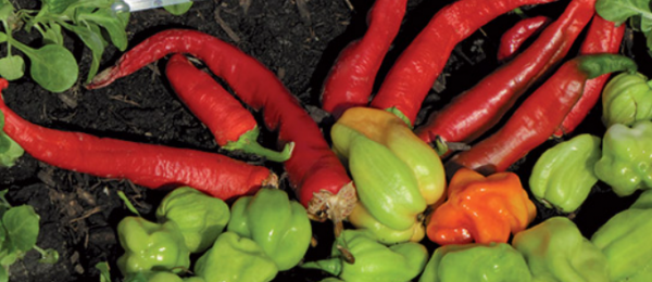 Doux Tres Long Des Landes Pepper Seeds 10gr
