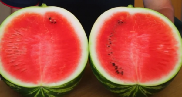 Candice F1 Watermelon Seeds 1000 seeds
