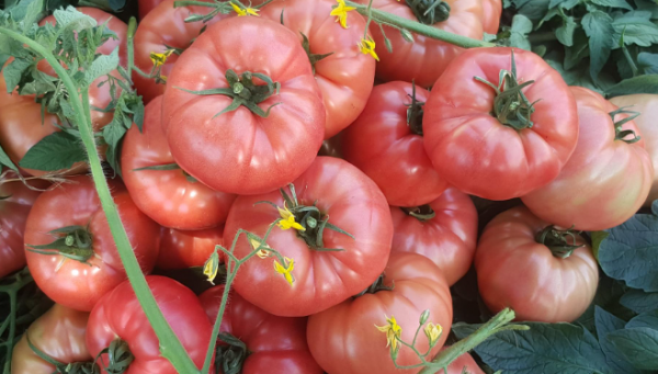 Multi Pembe F1  Tomato Seeds 1000 seeds