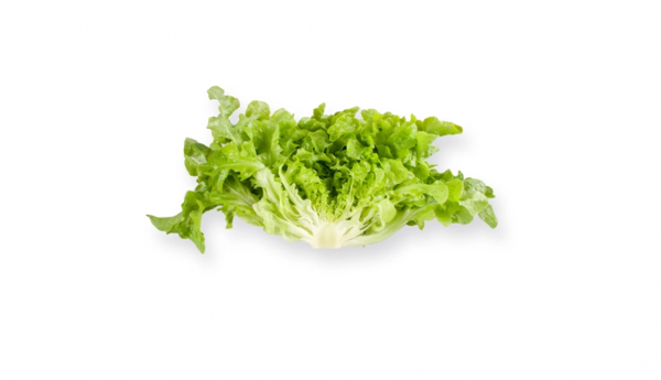 Kireve Lettuce Seeds 5000 seeds