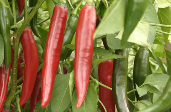 Halblanger Vulkan Pepper Seeds 1000 seeds