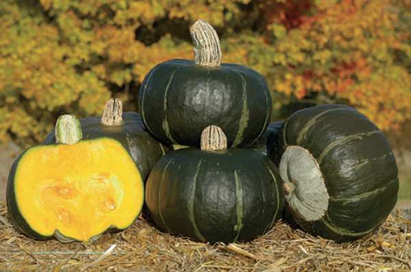 Bonbon F1 Pumpkin Seeds 1000 seeds