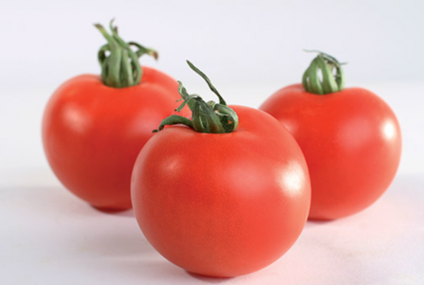Harzfeur F1 Tomato Seeds 1000 seeds