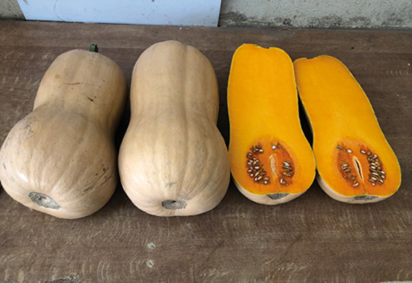 Dorada F1 Pumpkin Seeds 1000 seeds