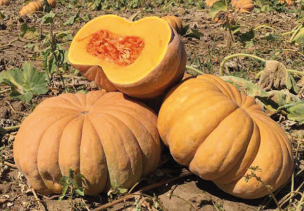 Manosk F1 Pumpkin Seeds 1000 seeds