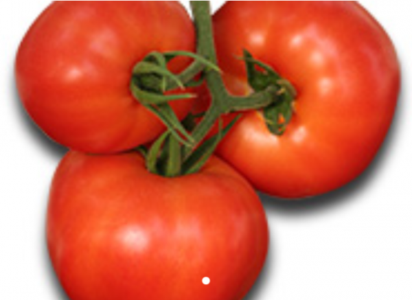 Lampetie F1 Tomato Seeds 500 seeds