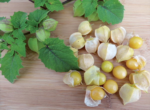Preciosa Physalis Seeds 1000 seeds