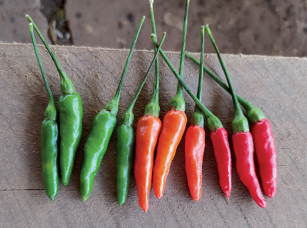 Colibri Pepper Seeds 1000 seeds