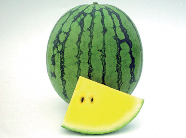 Primagold F1 Watermelon Seeds 1000 seeds