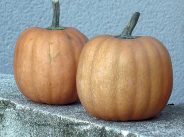Carat F1 Pumpkin Seeds 1000 seeds
