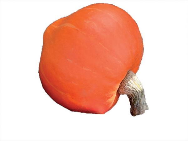 Amoro F1 Pumpkin Seeds 1000 seeds
